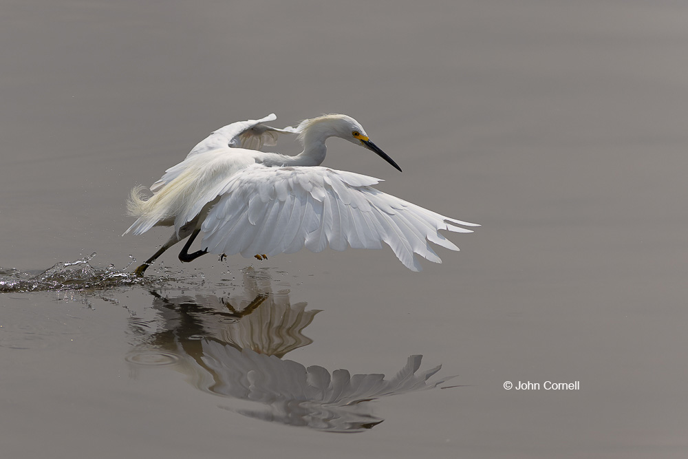 Egret;Egretta thula;Feeding Behavior;One;Reflection;Snowy Egret;Warter;avifauna;bird;birds;color image;color photograph;feather;feathered;feathers;feeding;foraging;hunting;natural;nature;outdoor;outdoors;wild;wilderness;wildlife;wings